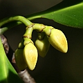 Rhizophora lamarckii
